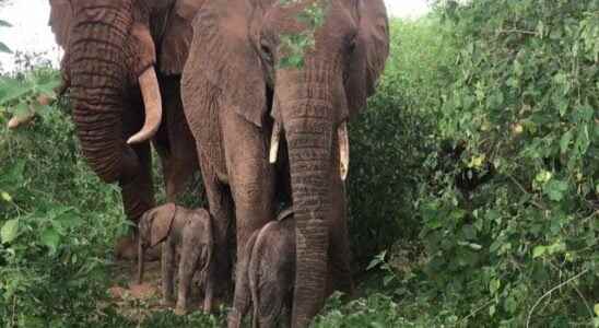 Rarely twin elephant cubs were born in a national park