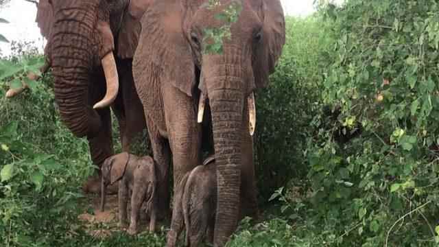 Rarely twin elephant cubs were born in a national park