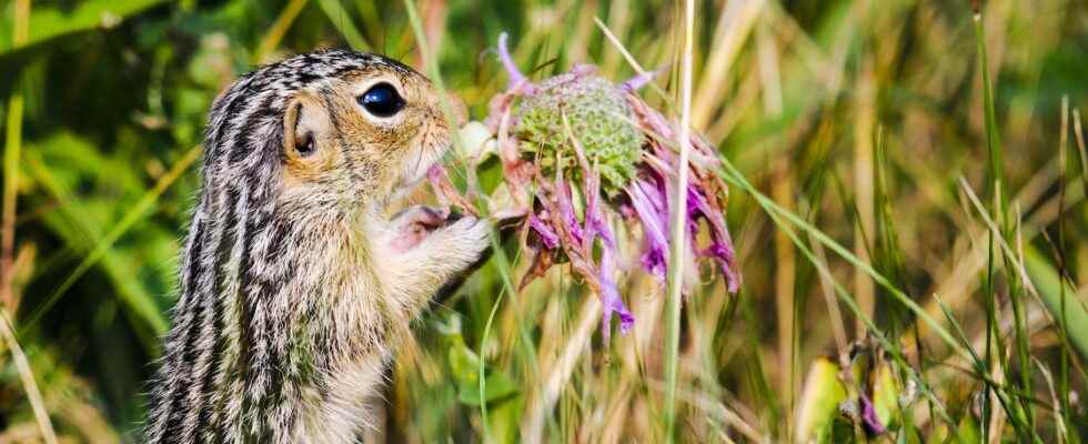 Space travel this discovery opens the way to hibernation for