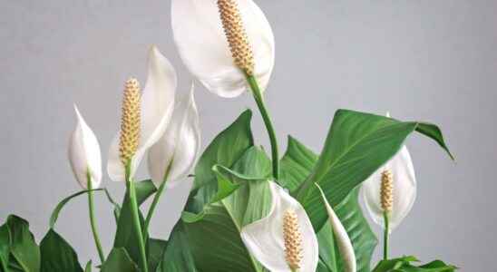 Spathiphyllum what is it