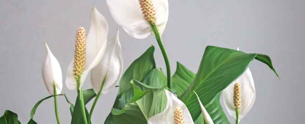 Spathiphyllum what is it