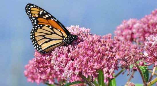 Speaker series kickstarts Year of the Garden in Stratford