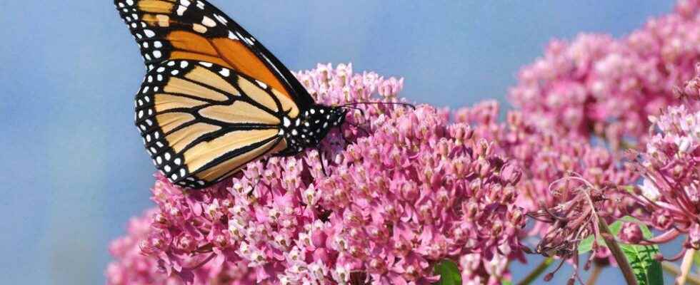 Speaker series kickstarts Year of the Garden in Stratford