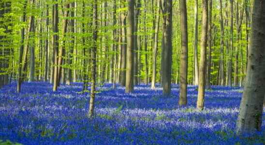 The Bois de Hal in Belgium