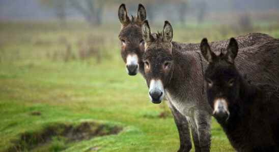 The Donkey Sanctuary in Ireland for the protection of our