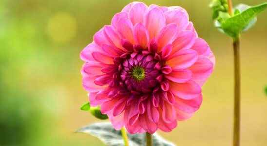 The dahlia a fashionable flower