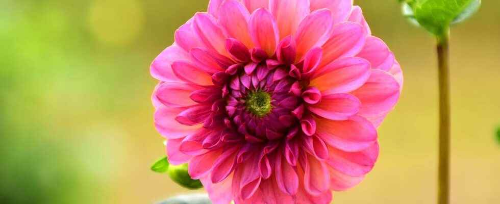 The dahlia a fashionable flower