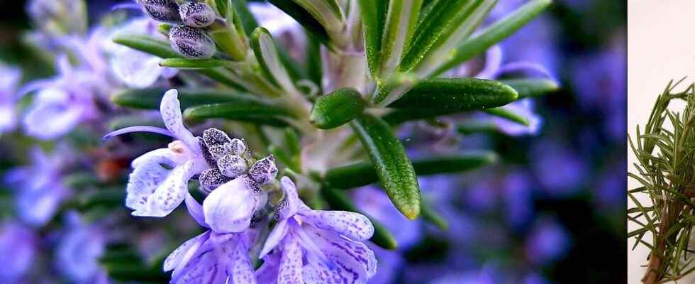 The delicious aromatic herbs and their virtues