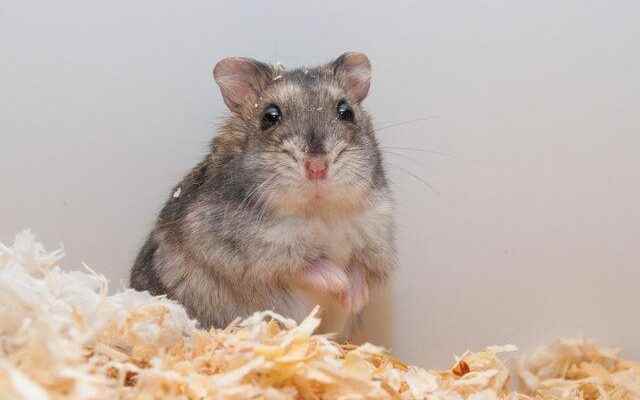 The link between covid 19 and hamsters has been revealed Authorities