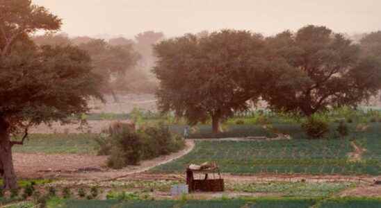 The unexpected effects of the Great Green Wall of the