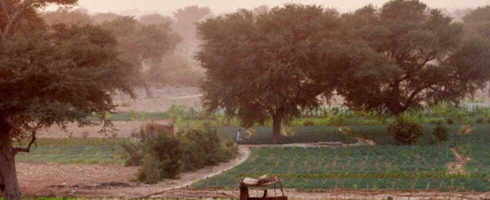 The unexpected effects of the Great Green Wall of the