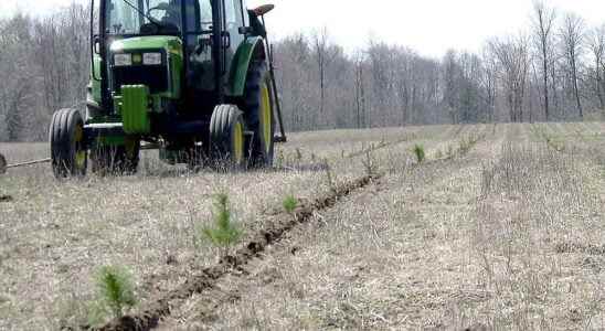 Tree orders open for St Clair Region