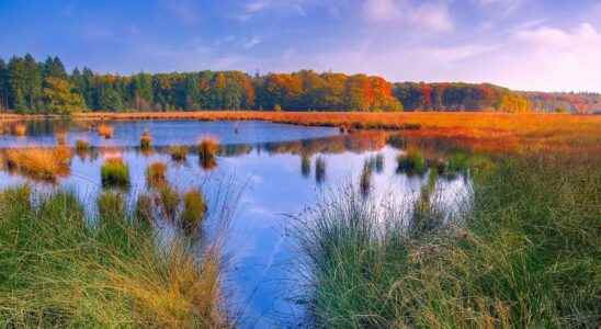 Wetlands are disappearing when they are essential to our survival