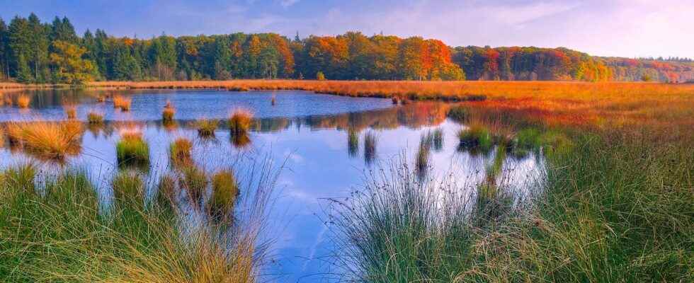 Wetlands are disappearing when they are essential to our survival