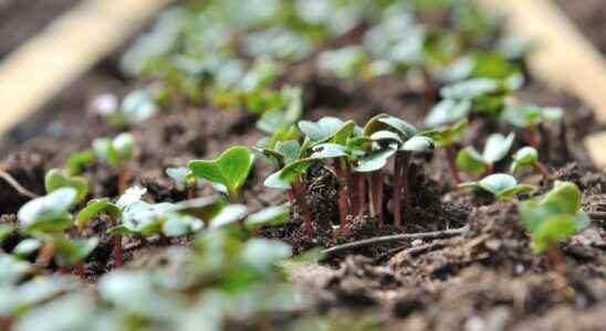 What is sowing under a warm layer