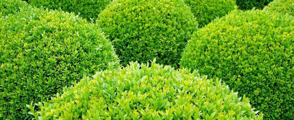 When and how to cut boxwood