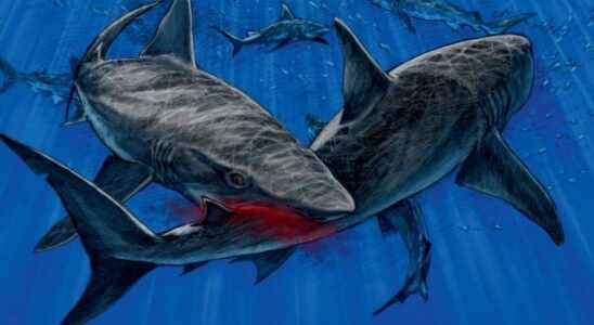 When sharks devoured each other