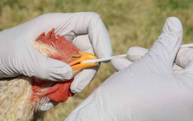 When we say coronavirus Omicron now bird flu wave Very