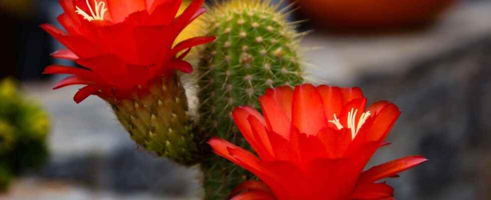 Why do cacti need cold to flower