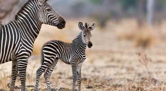 Wildlife tender break with these babies