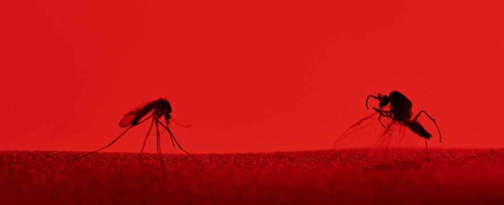 1644332409 Scientists have discovered a 4th signal that attracts mosquitoes to