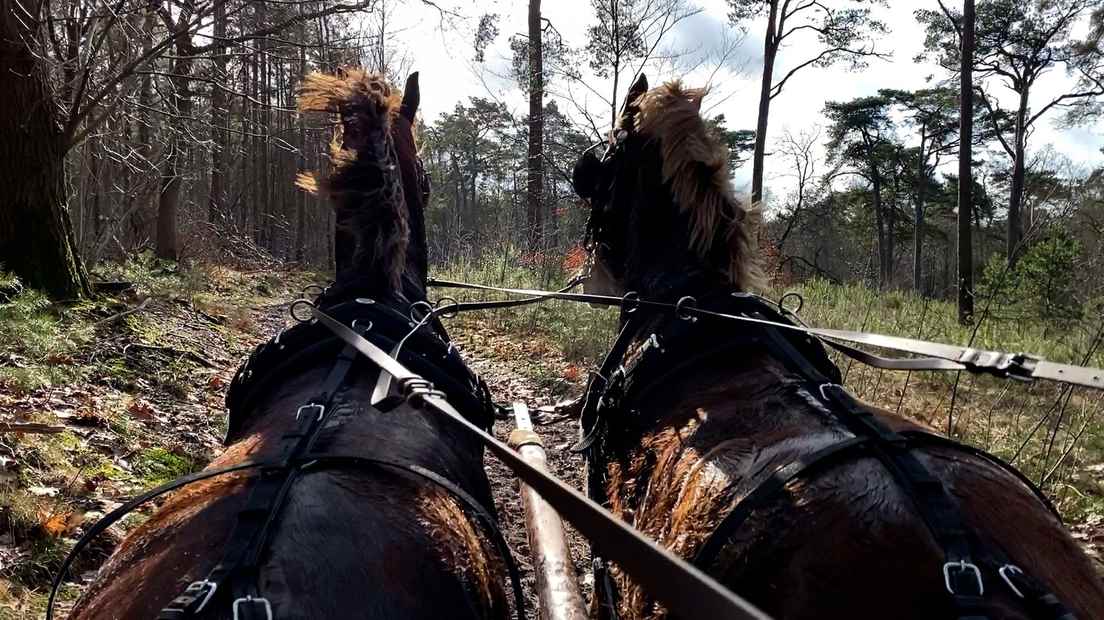 The bridleways are in need of maintenance.