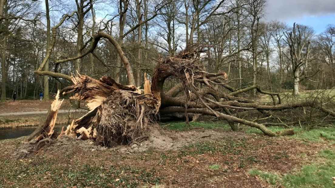 The fallen lime tree in Zeist.