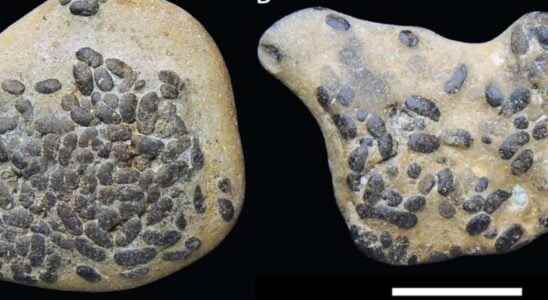 A Miocene site filled with faecal pellets