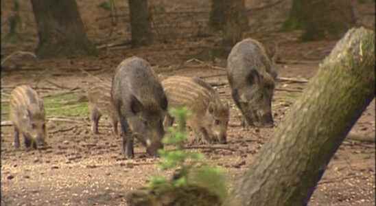 After foxes the court also stops shooting boars and swans