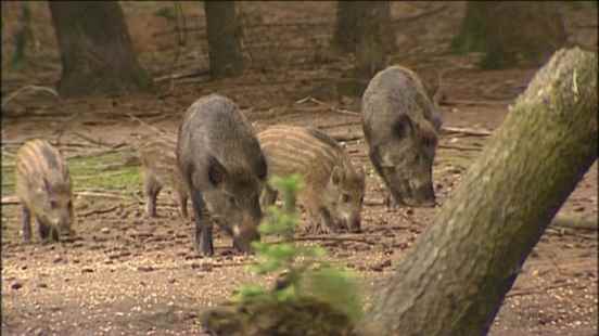 After foxes the court also stops shooting boars and swans