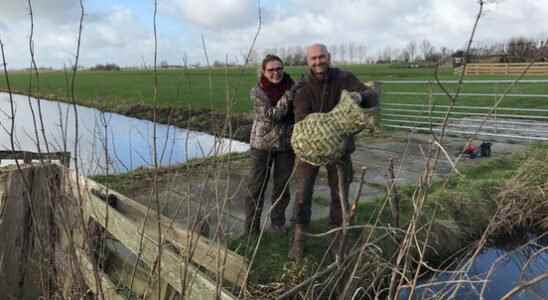 All hands on deck for the ducks Their nests are