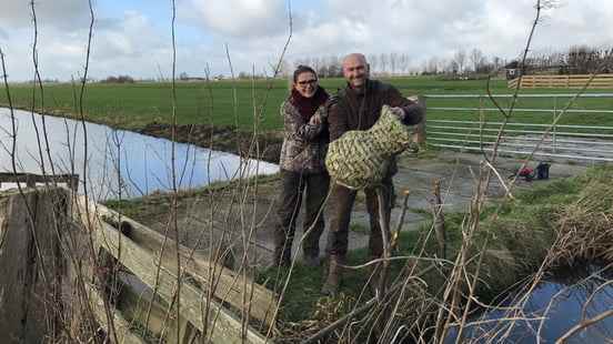 All hands on deck for the ducks Their nests are