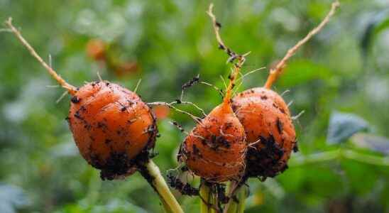 Can I grow carrots in a pot