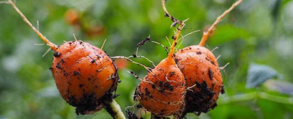 Can I grow carrots in a pot