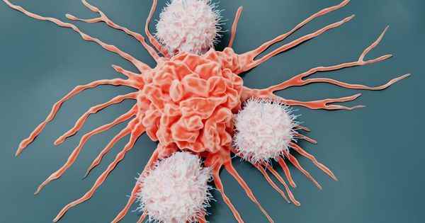 Cancer the path of T lymphocytes to destroy tumors now