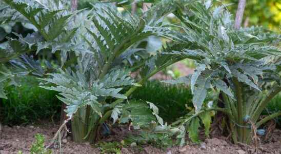 Cardoon what is it