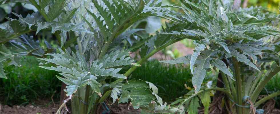 Cardoon what is it