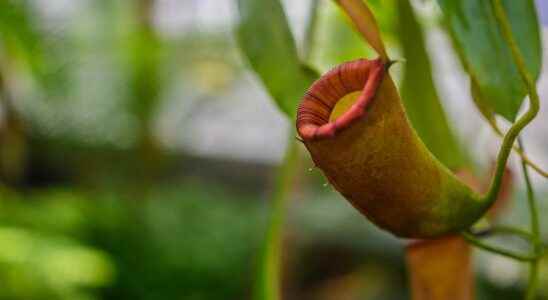 Carnivorous plants Case