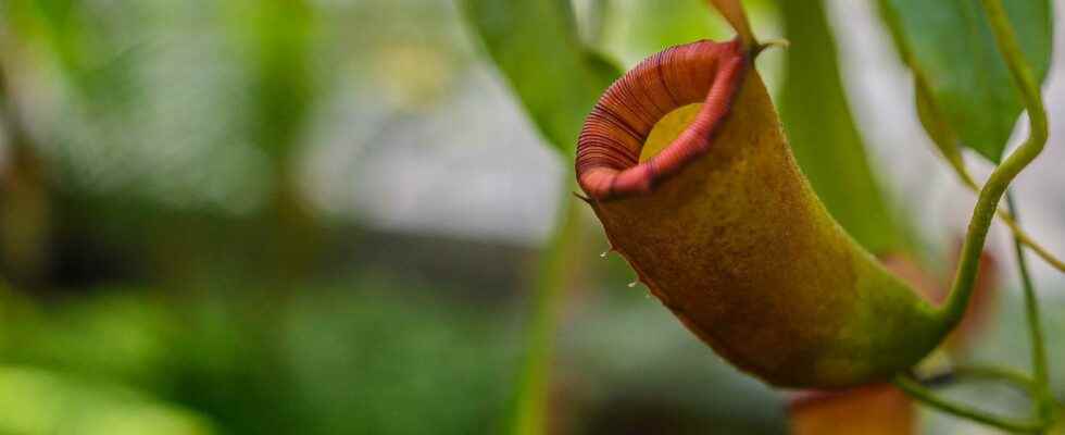 Carnivorous plants Case