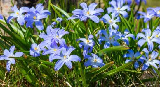 Chionodoxa what is it