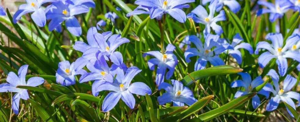 Chionodoxa what is it