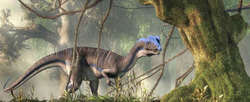 Dilophosaurus what is it