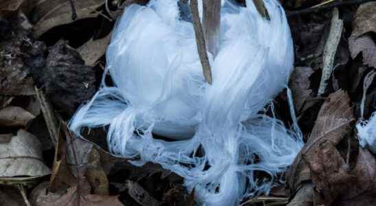 Extraordinary weather phenomenon ice flowers