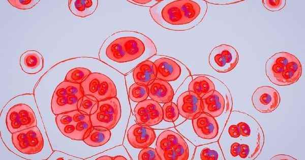 HIV what is this newly discovered more transmissible variant