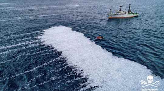 Hecatomb of fish in the Bay of Biscay factory ships