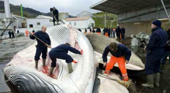 Iceland plans to stop whaling from 2024