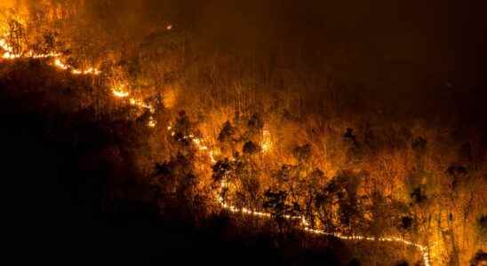 Mega forest fires will increase by 30 by 2050