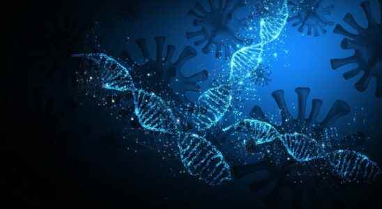 Neanderthal genes which increase the risk of Covid 19 would protect