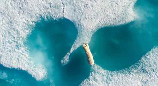 Polar bears seen from the sky by Florian Ledoux