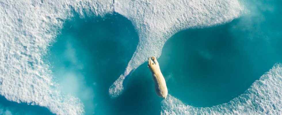 Polar bears seen from the sky by Florian Ledoux